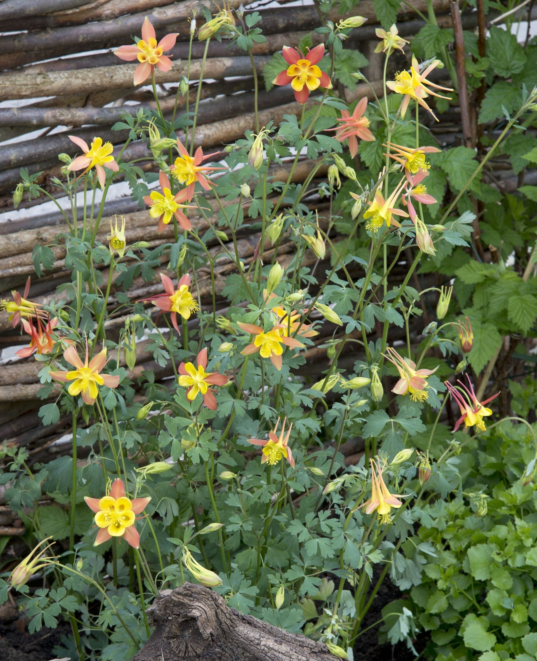 Tequila Sunrise Columbine Aquilegia spp Flower Seeds for Planting in Garden