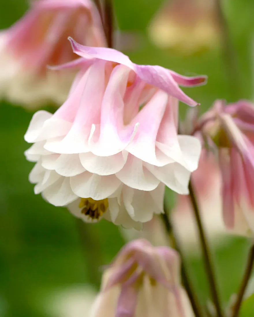 Pink Petticoat Flower seeds for Planting - Vibrant Colors, Heirloom & GMO Free Seeds for Home Garden