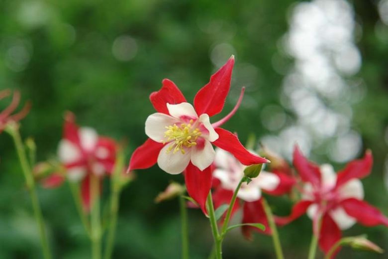 Red Green Aquilegia Flower Seeds for Planting Compact Growth Heirloom & GMO Free Seeds for Home Garden
 
 Sale