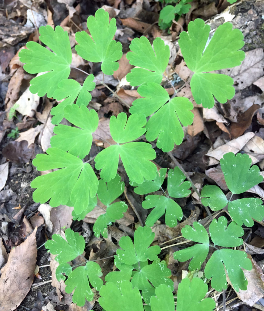 Oxalis Flower seeds for Planting - Bright Blooms, Heirloom & GMO Free Seeds for Home Garden