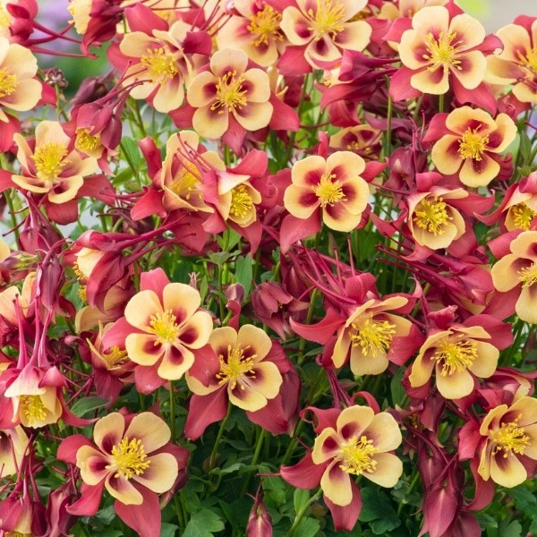 Red Yellow Aquilegia Flower seeds for Planting - Pollinator Friendly, Heirloom & GMO Free Seeds for Home Garden