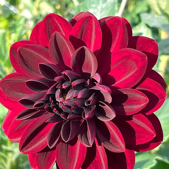 Arabian Night Dahlia Flower seeds for Planting - Wildflower Mix, Heirloom & GMO Free Seeds for Home Garden
 
 Sale