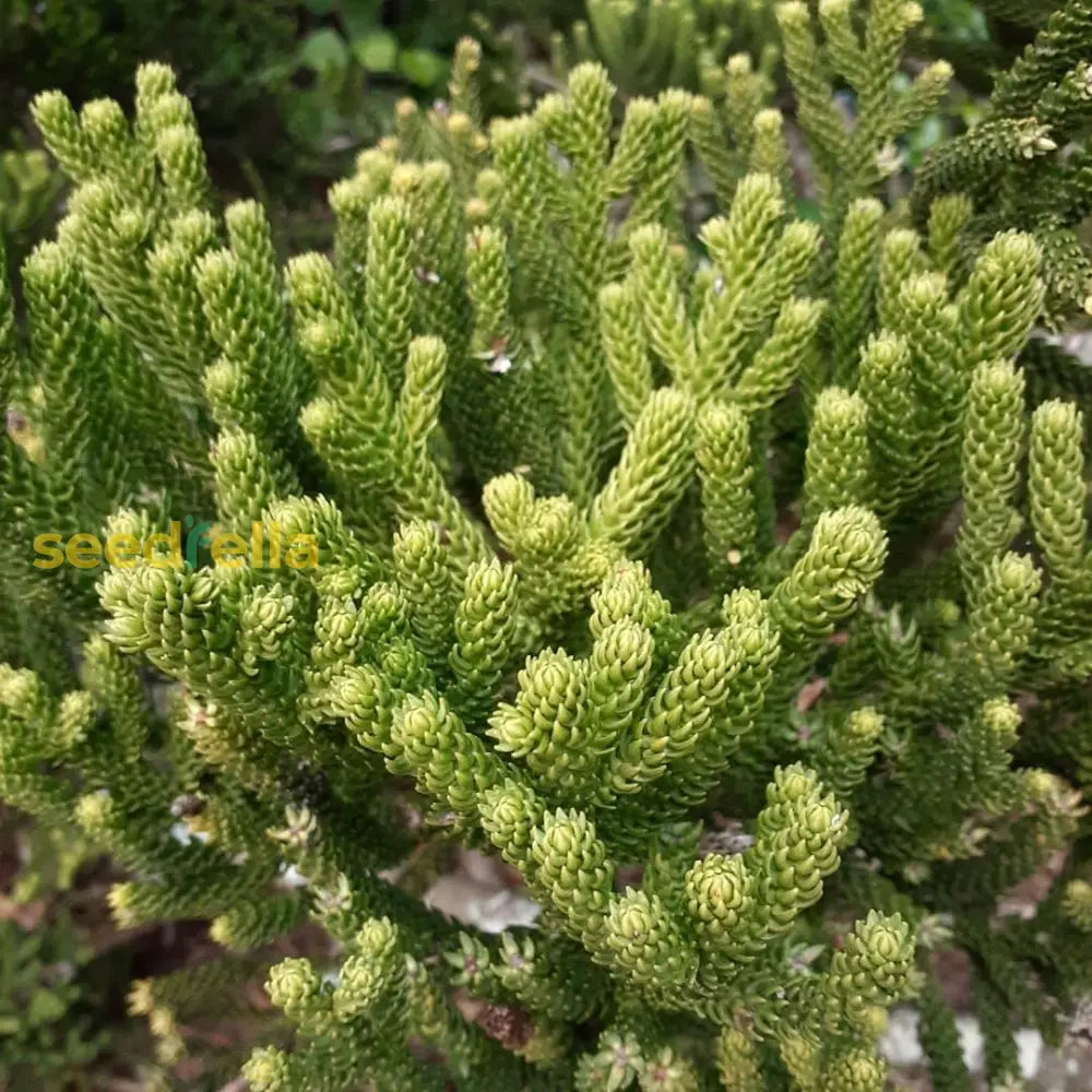 Araucaria Plant Seeds For Your Garden