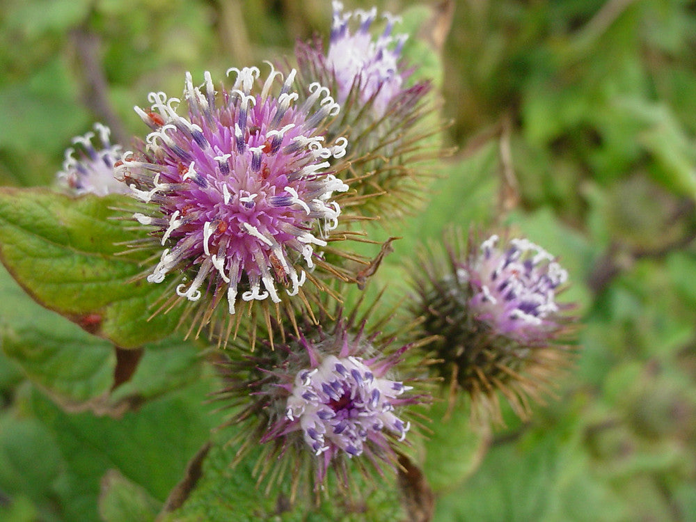 Pink Arctium Lappa Flower seeds for Planting - Low Maintenance, Heirloom & GMO Free Seeds for Home Garden