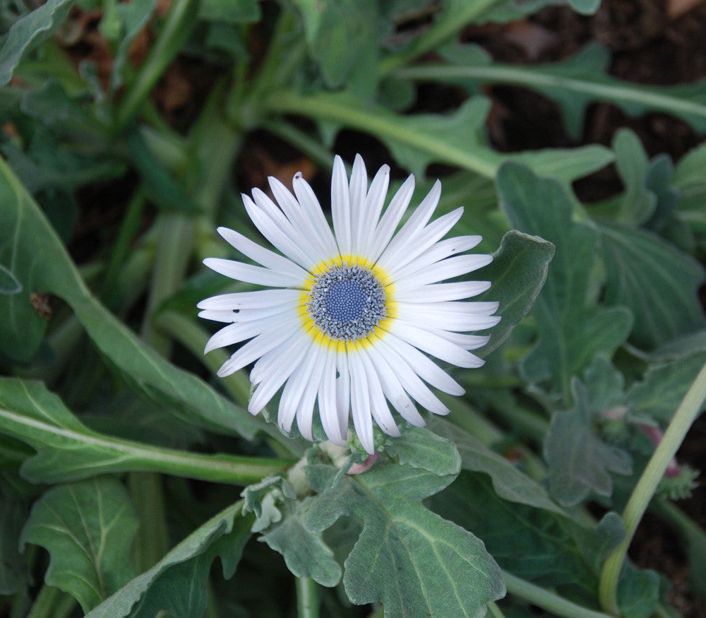 White Arctotis Grandis Seeds for Planting, Stunning Flower Seeds for Your Garden