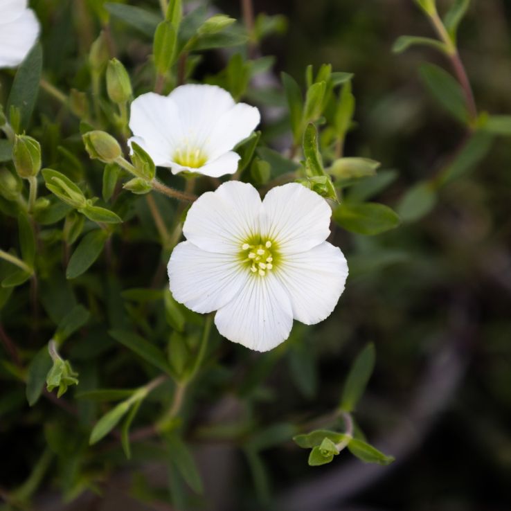 Arenaria Flower seeds for Planting Garden Favorite Heirloom & GMO Free Seeds for Home Garden