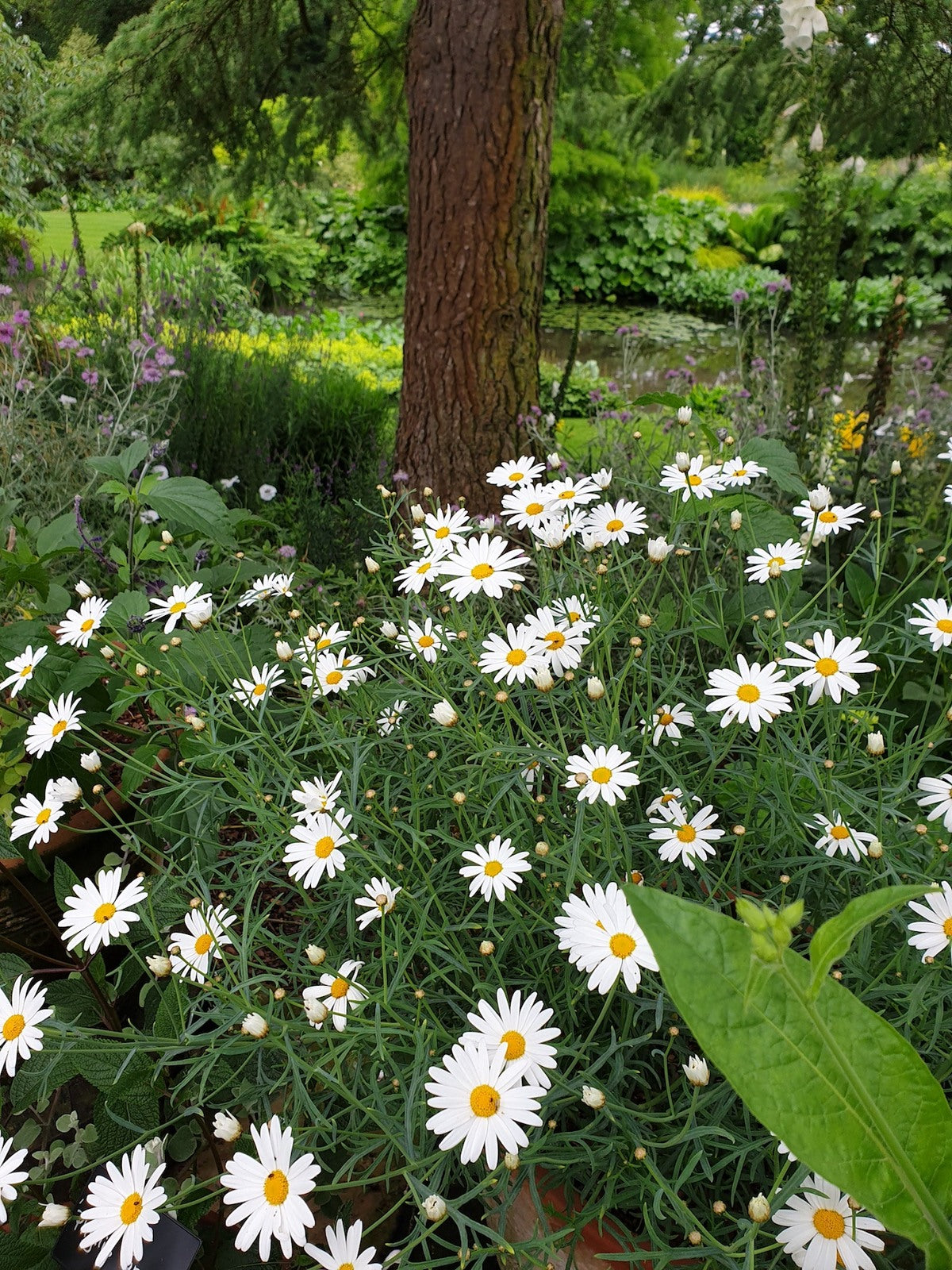 Yellow White Argyranthemum Flower seeds for Planting - Pollinator Friendly, Heirloom & GMO Free Seeds for Home Garden