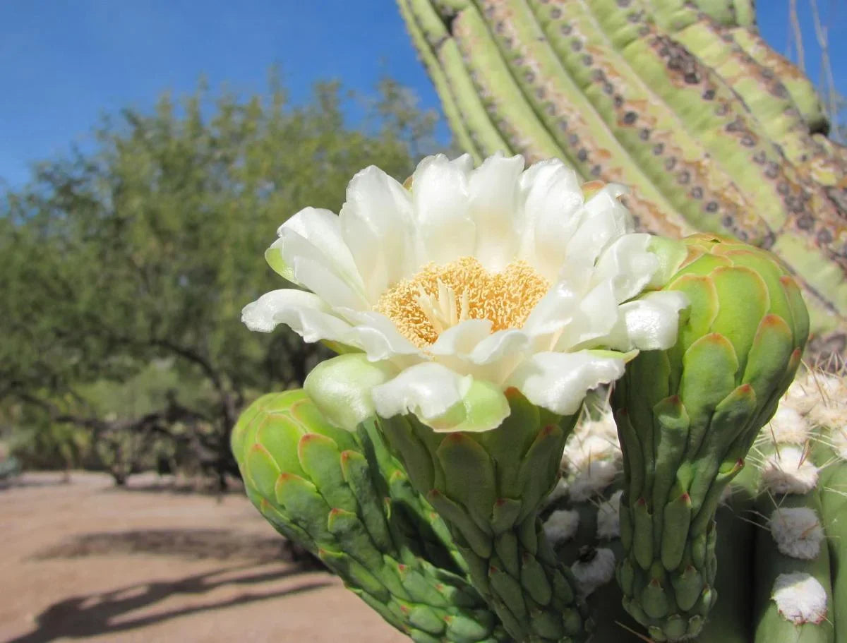 Arizona Flower Seeds for Planting Desert Beauty Collection