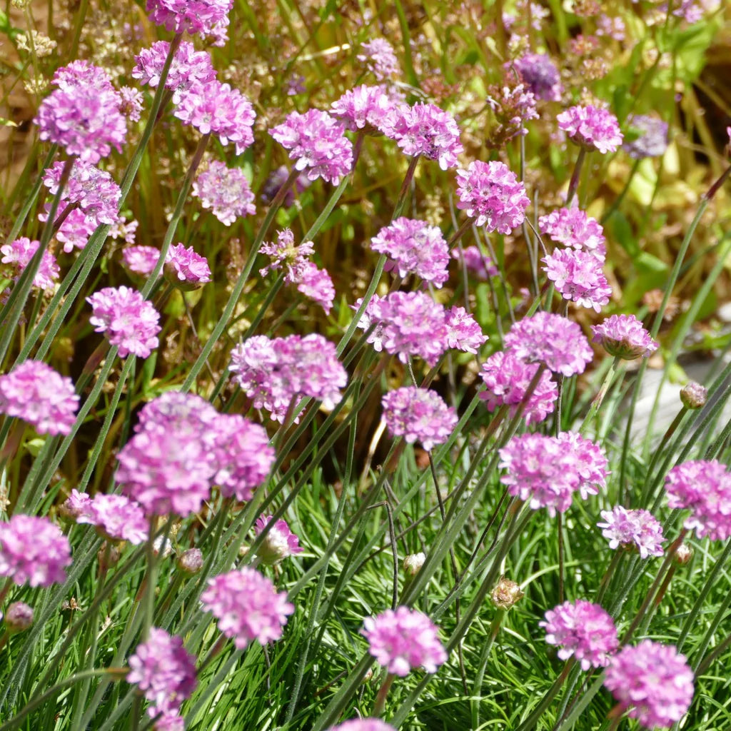 Pink Thrift Joystick Flower seeds for Planting - Perfect for Borders, Heirloom & GMO Free Seeds for Home Garden