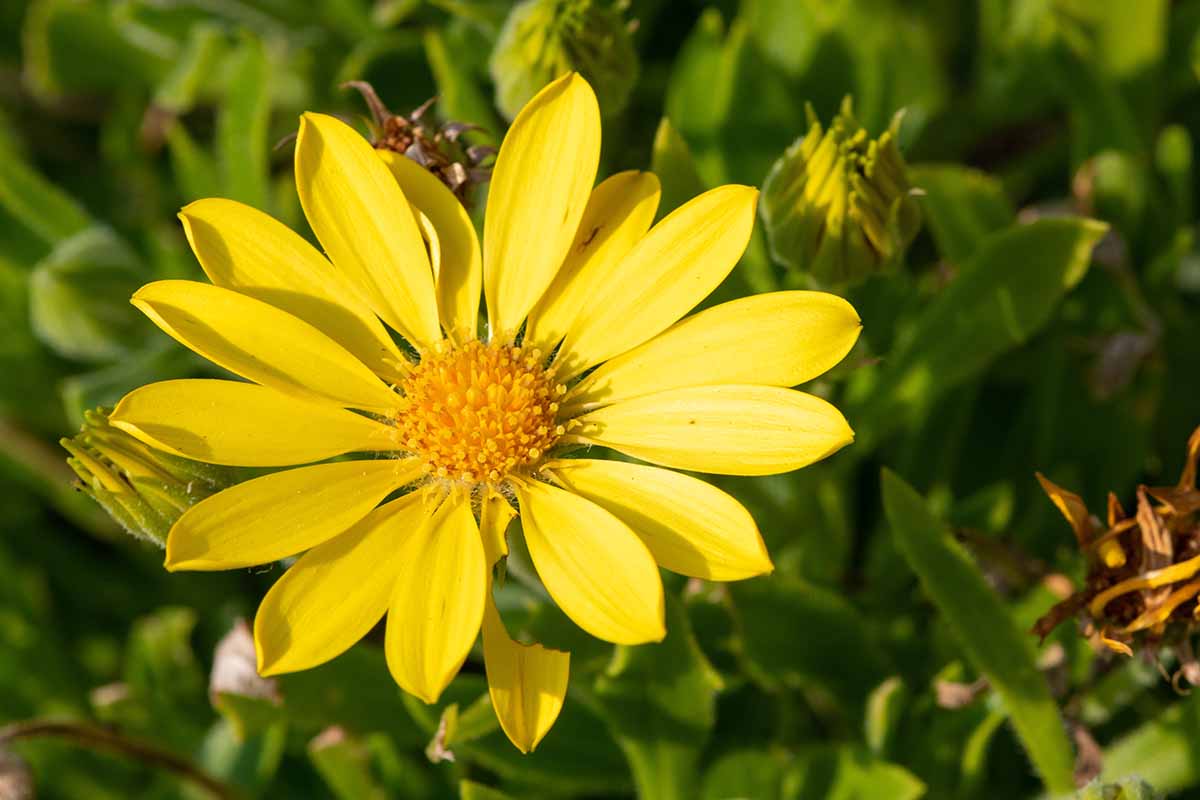 Arnica flower seeds for vibrant garden blooms

