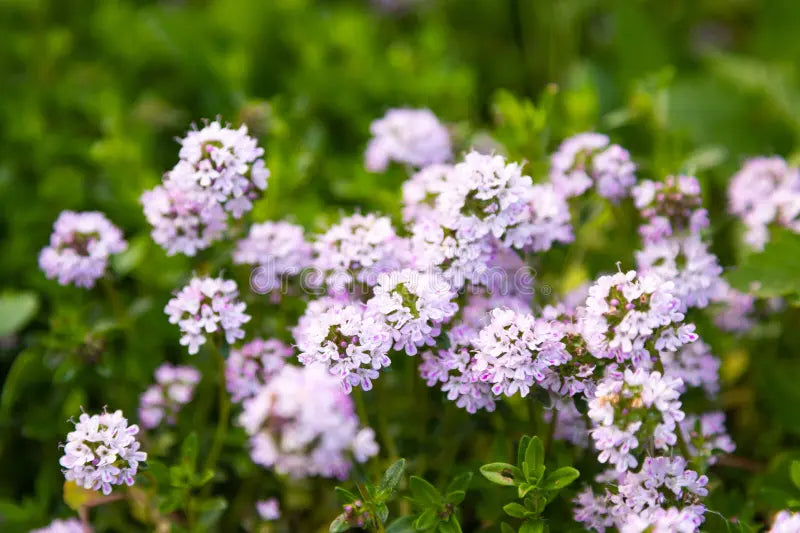 Purple Savory Satureja Flower seeds for Planting - Drought Tolerant, Heirloom & GMO Free Seeds for Home Garden