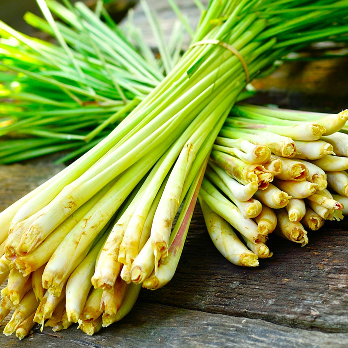 Heirloom Lemongrass Seeds – Aromatic Medicinal Herb for Home Gardens