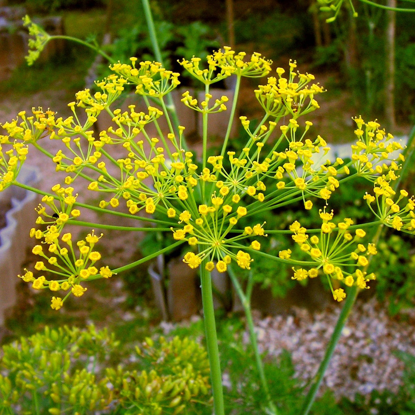 Non-GMO Dill Seeds – Organic Culinary Herb for Cooking and Seasoning