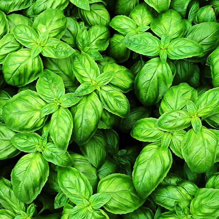 Organic Sweet Basil Plant Seeds – Fragrant Culinary and Medicinal Herb