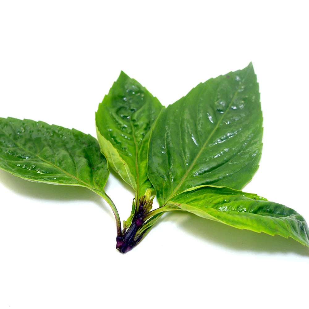 Organic Thai Basil Plant Seeds – Fragrant Herb for Thai and Fusion Cooking