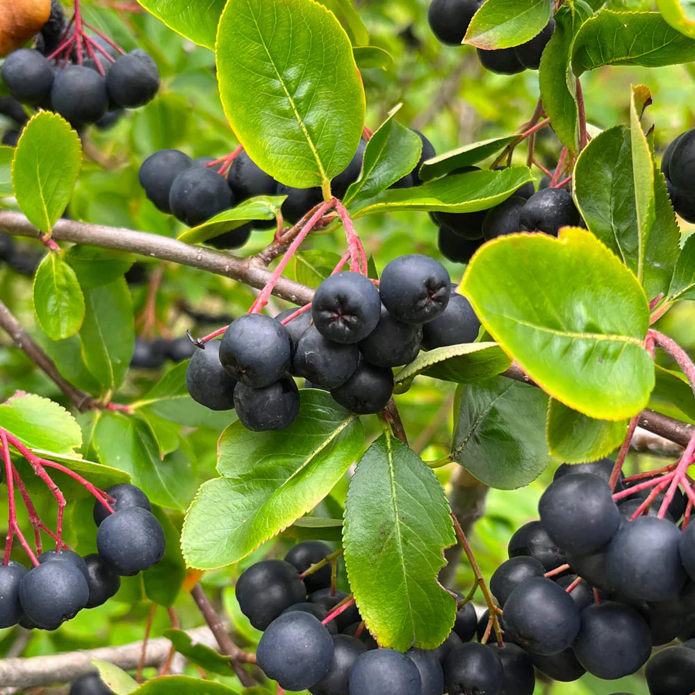 Black Myrtillus Fruit Planting Seeds Pack