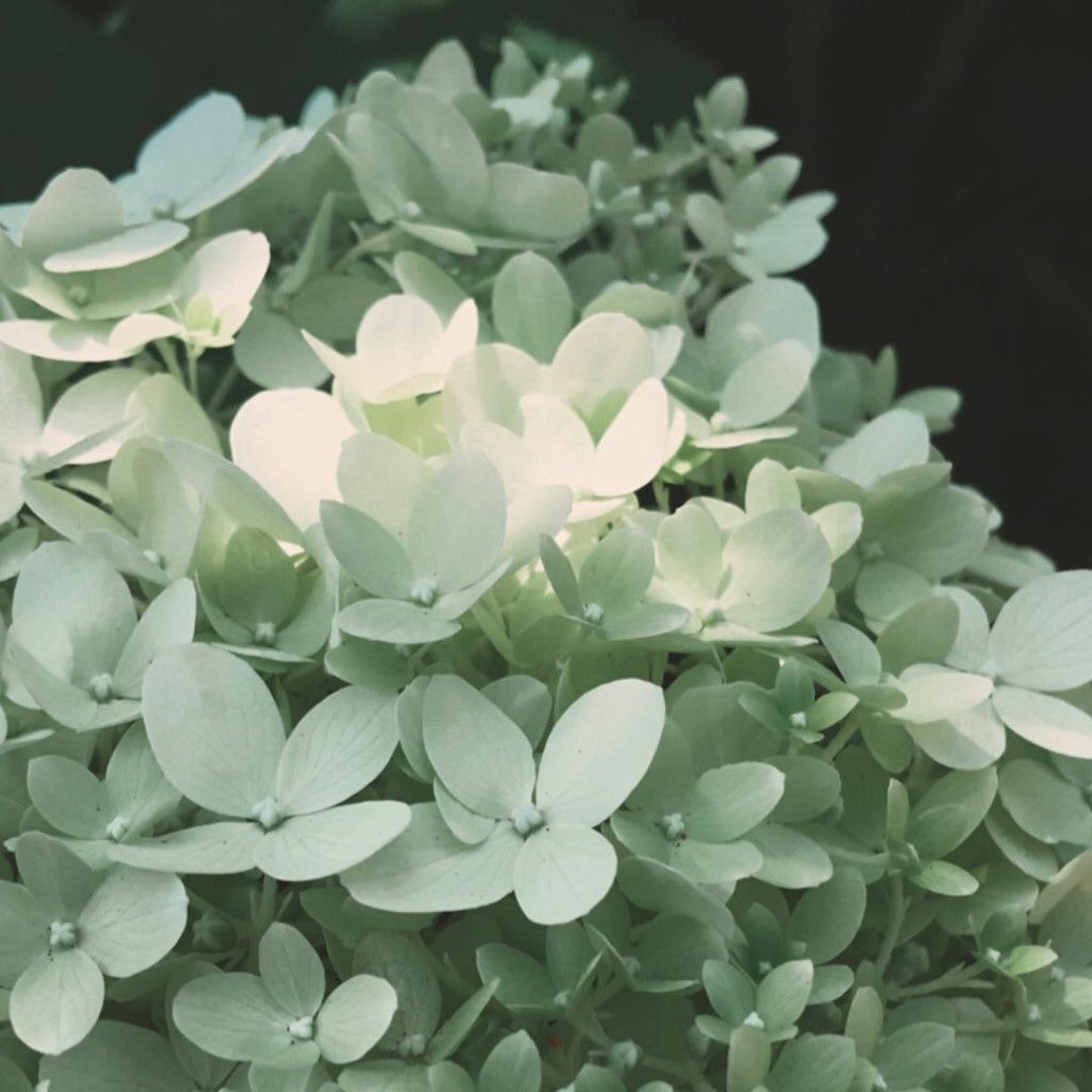 Khaki Hydrangea Flower seeds for Planting - Cottage Garden Essential, Heirloom & GMO Free Seeds for Home Garden