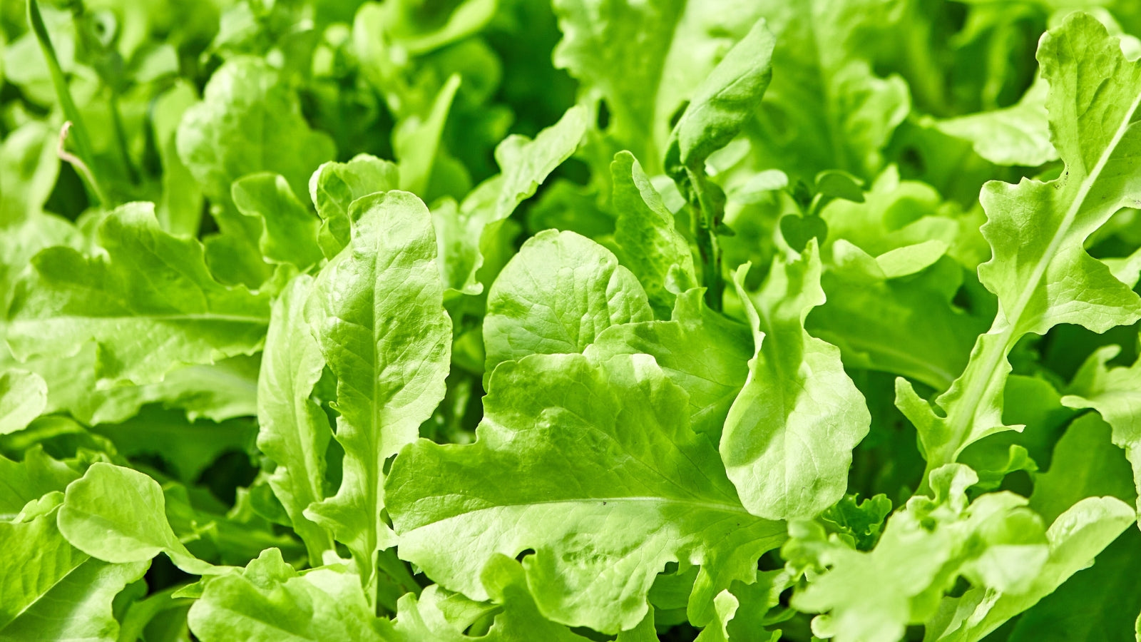 Green Rucola Vegetable Seeds for Planting