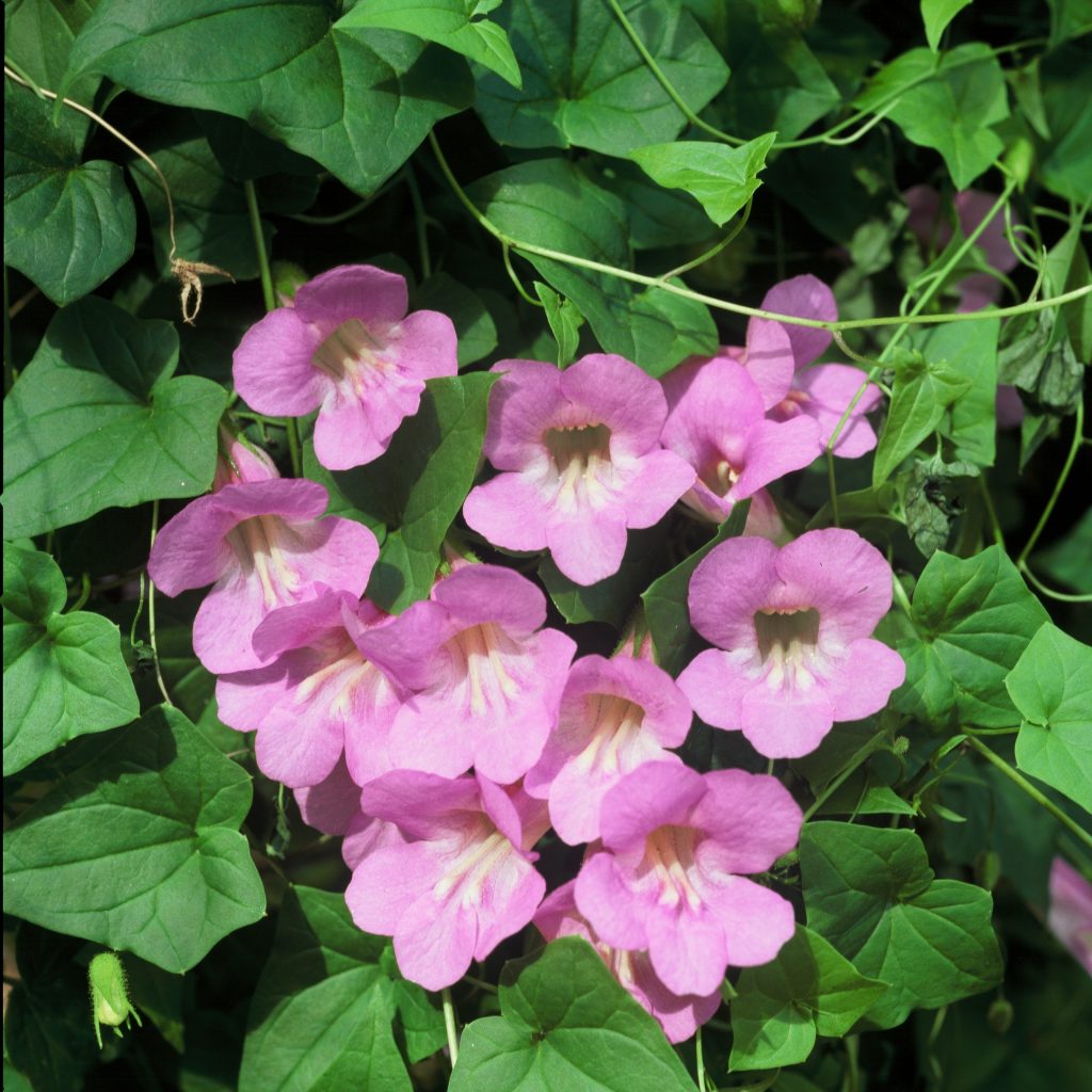Pink Asarina Flower seeds for Planting - Bright Blooms, Heirloom & GMO Free Seeds for Home Garden