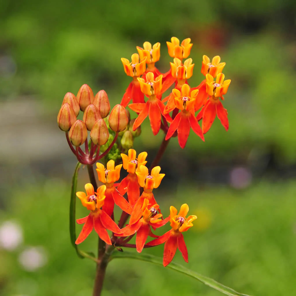 Asclepias Flower seeds for Planting Drought Tolerant Heirloom & GMO Free Seeds for Home Garden