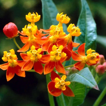 Asclepias Seeds – Organic Non-GMO Milkweed for Monarch Butterflies