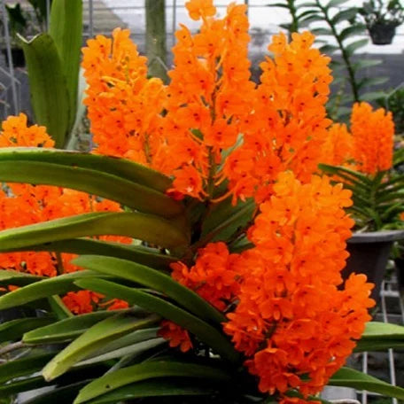 Orange Ascocentrum Flower seeds for Planting - Pollinator Friendly, Heirloom & GMO Free Seeds for Home Garden