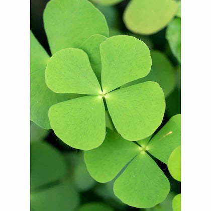Light Green Clover Flower seeds for Planting - Cut Flower Favorite, Heirloom & GMO Free Seeds for Home Garden