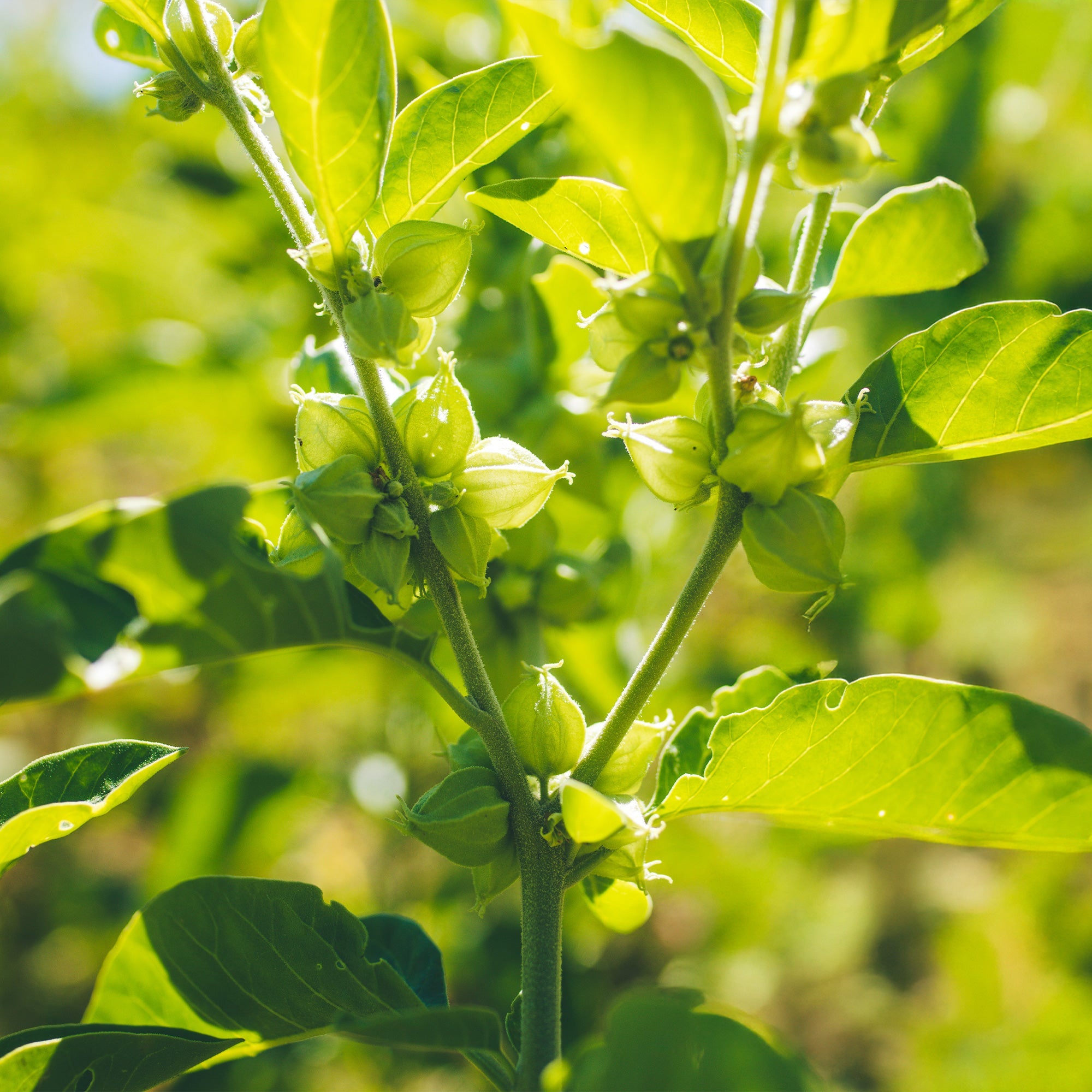 Organic Ashwagandha Plant Seeds  Perfect for Spring or Summer Planting