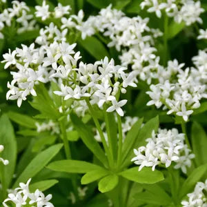 Asperula Flower Seeds – Delicate Blooms for Beautiful Garden Planting
