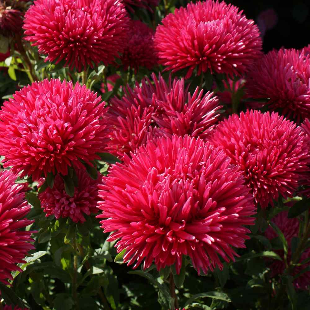 Aster (Aster Flower) seeds for planting in home garden