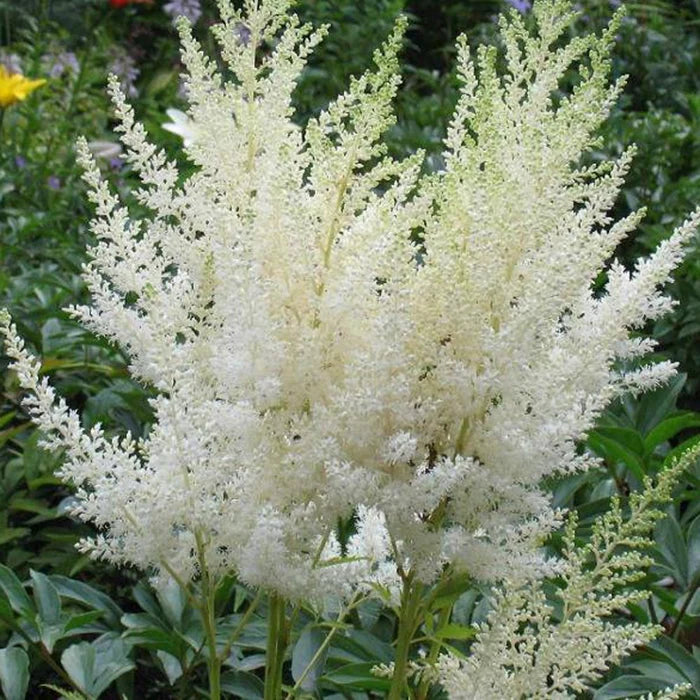 White Astilbe Perennial Flower Seeds for Planting Colorful Display Heirloom & GMO Free Seeds for Home Garden
 
 Sale