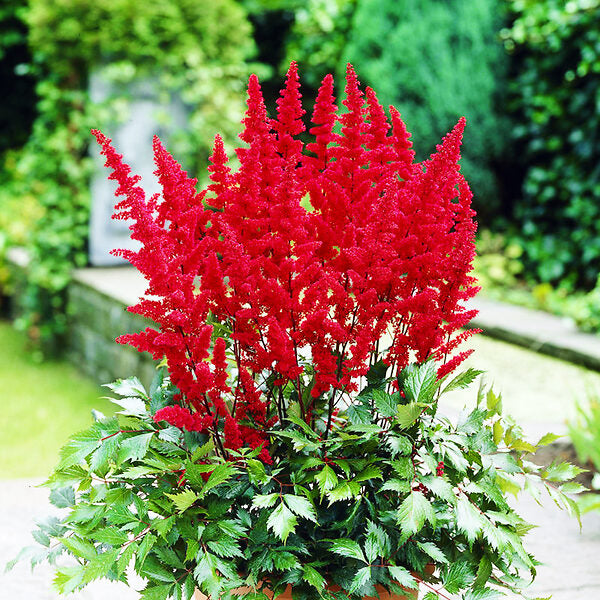 Astilbe Red Flowering Plant – Elegant Shade Garden Plant