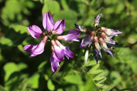 Purple Astragalus Flower seeds for Planting - Drought Tolerant, Heirloom & GMO Free Seeds for Home Garden
