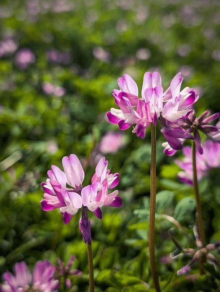 Astragalus Flower seeds for Planting - Fragrant Blossoms, Heirloom & GMO Free Seeds for Home Garden
