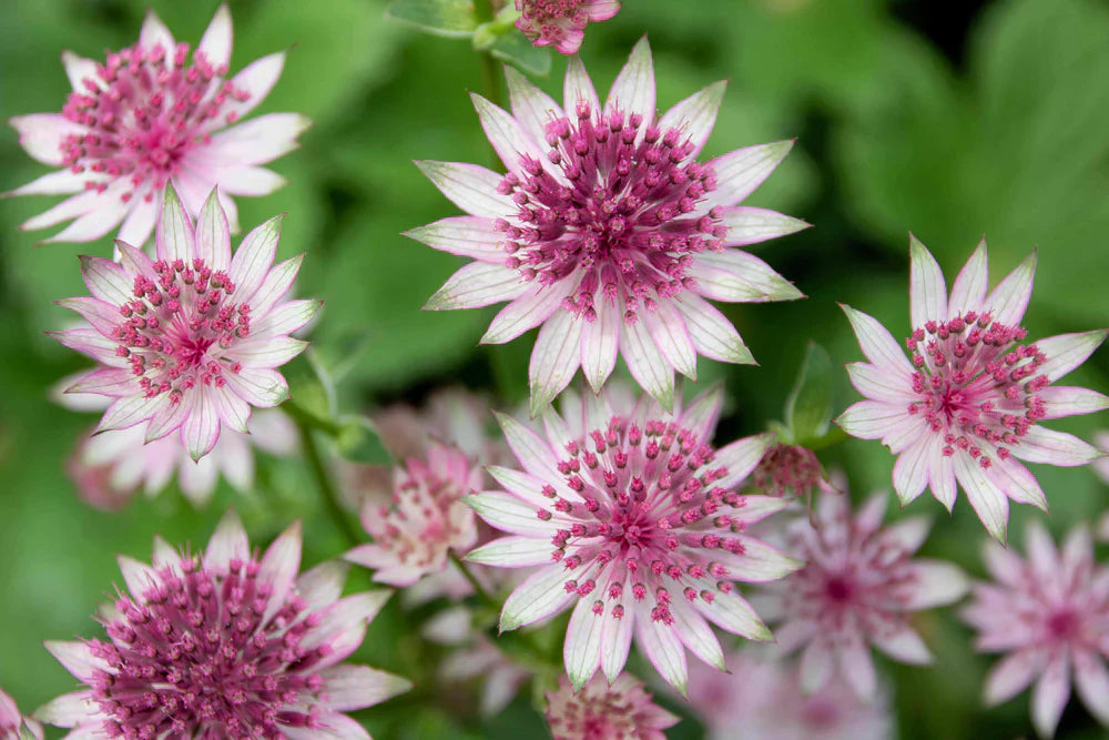 Astrantia flowers growing in garden bed