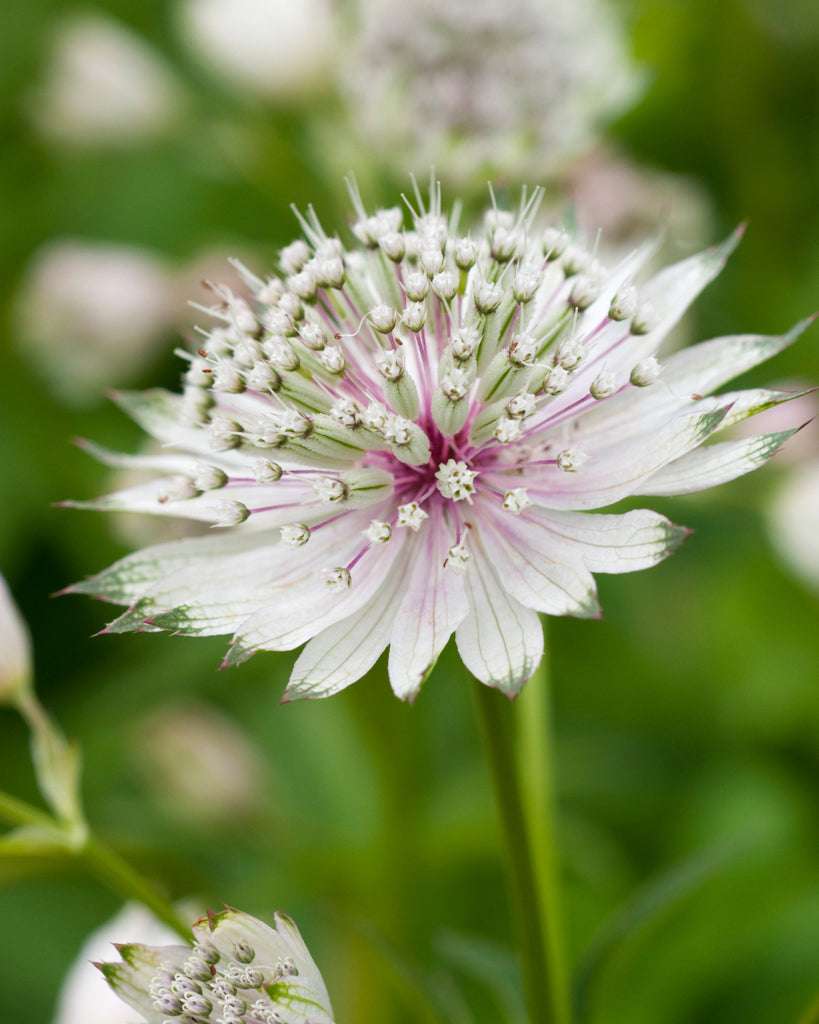 Masterwort Flower Seeds for Planting - Stunning Perennial Blooms - Evergrowseeds