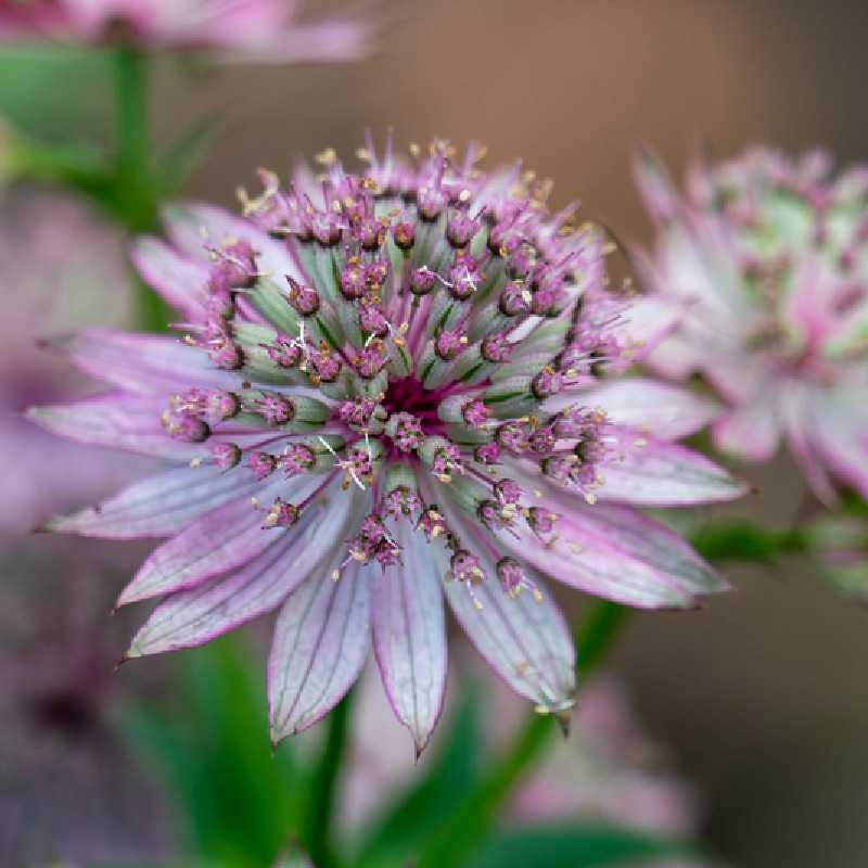 Blue Masterwort Flower seeds for Planting - Wildflower Mix, Heirloom & GMO Free Seeds for Home Garden