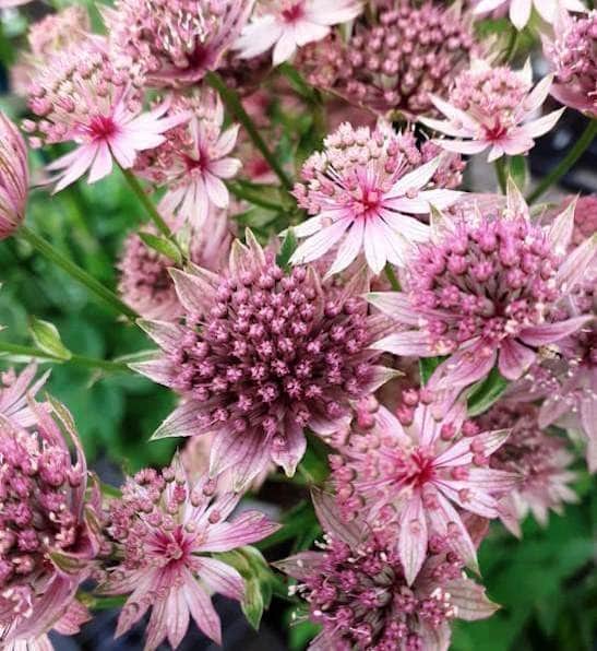 Pink Astrantia Flower seeds for Planting - Premium Quality, Heirloom & GMO Free Seeds for Home Garden