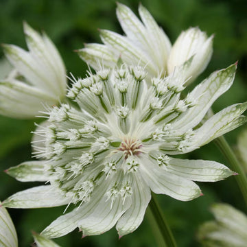 Astrantia White Flower Seeds for Planting