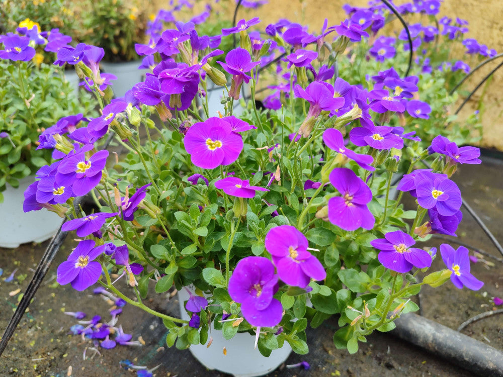 Aubrieta Violet Flower seeds for Planting - Shade Tolerant, Heirloom & GMO Free Seeds for Home Garden