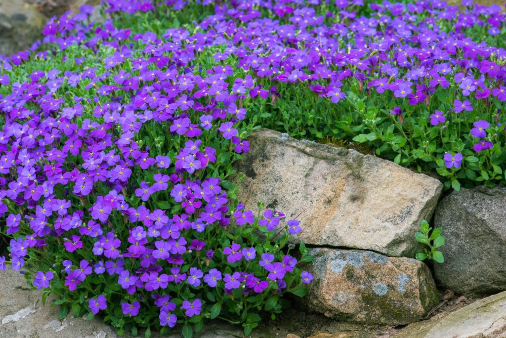 Purple (Purple Perennial) seeds for planting in home garden