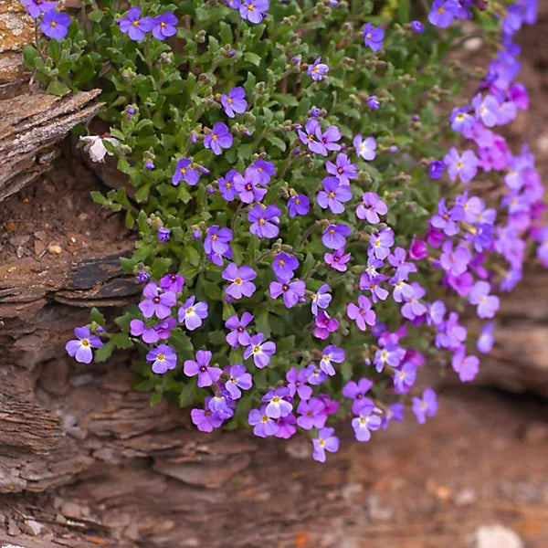Violet Aubrieta Flower Seeds for Planting Perfect for Borders Heirloom & GMO Free Seeds for Home Garden
 
 Sale