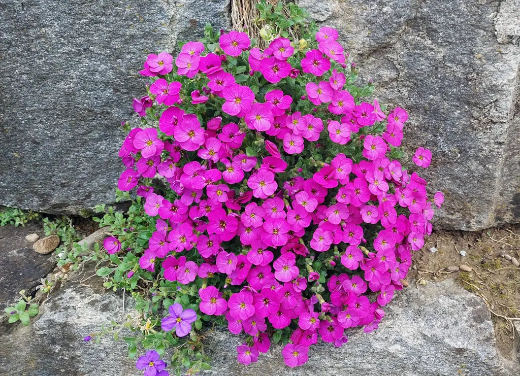 Pink Aubrieta Flower seeds for Planting - Low Maintenance, Heirloom & GMO Free Seeds for Home Garden
