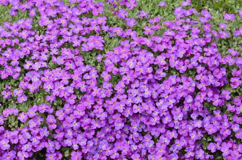 Purple Cress Flower seeds for Planting - Fragrant Blossoms, Heirloom & GMO Free Seeds for Home Garden
