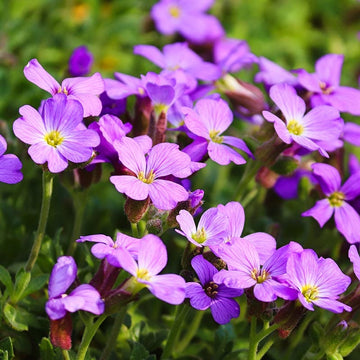 Purple Cress Flower seeds for Planting - Fragrant Blossoms, Heirloom & GMO Free Seeds for Home Garden