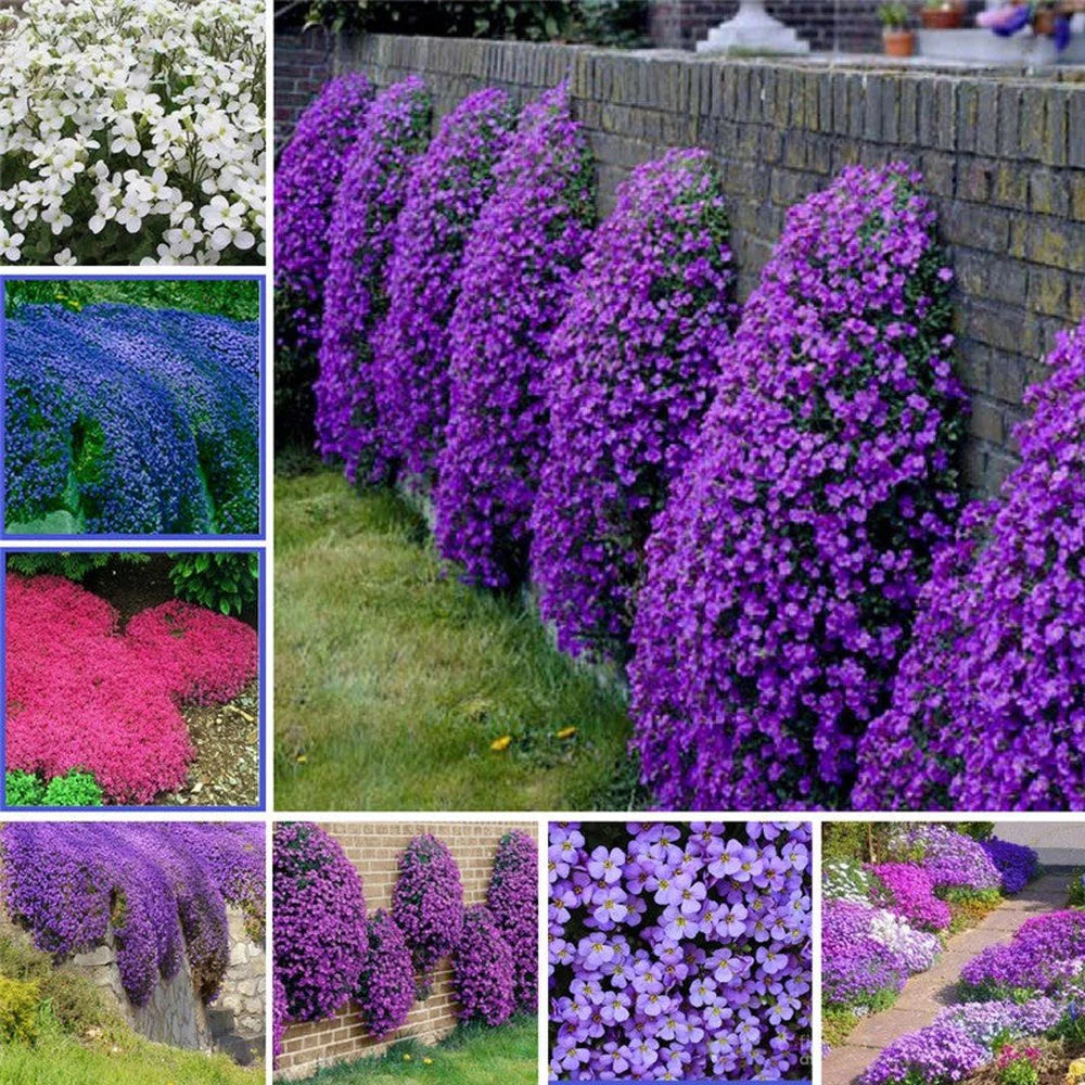 Mixed Aubrieta Hybrida Seeds for Planting - Vibrant Ground Cover Flowers