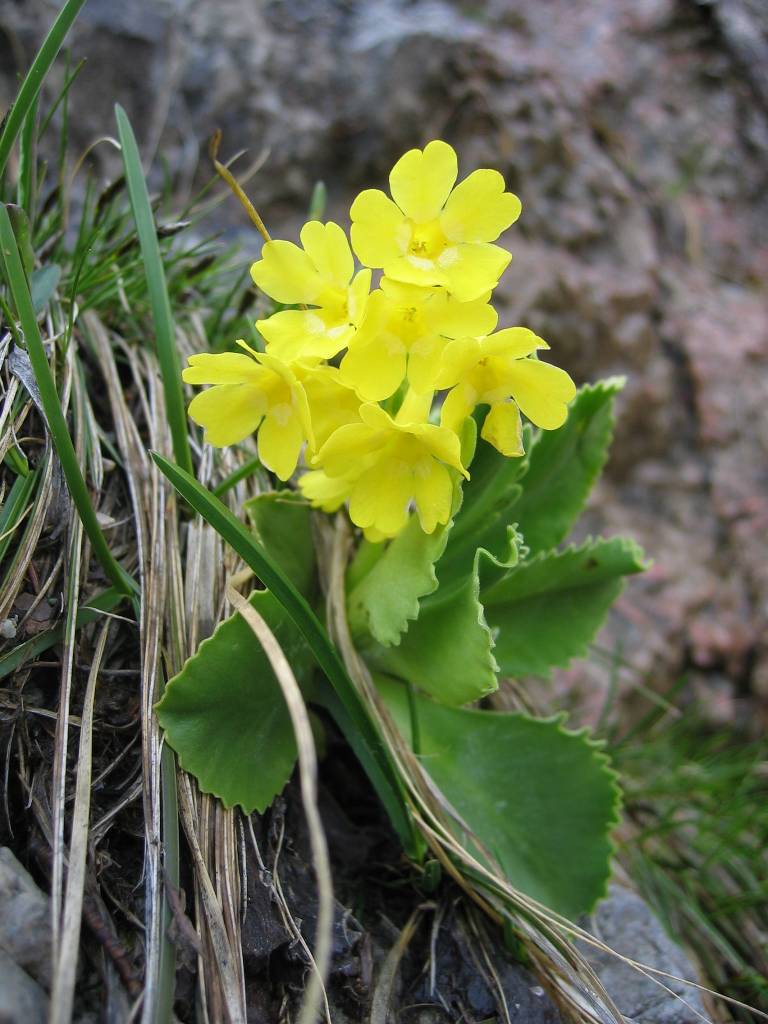 Aurikel gardening seeds for bright spring blooms