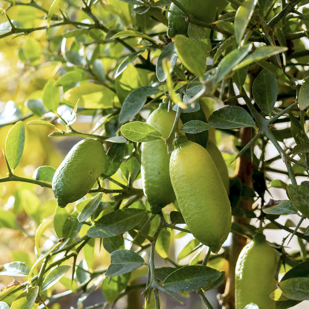 Finger Lime Seeds for Planting  Grow Your Own Unique Fruit!