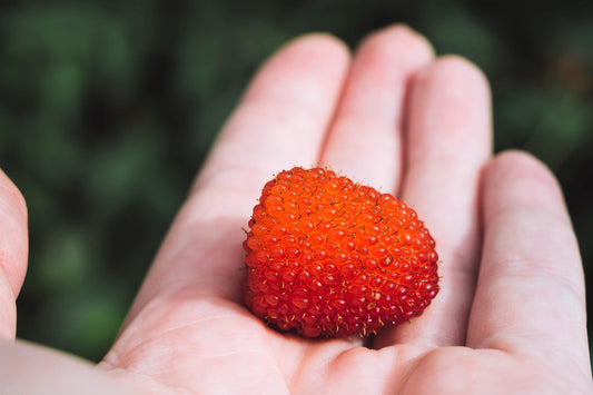 Australian Raspberry Seeds Rubus probus tropical red berry shrub