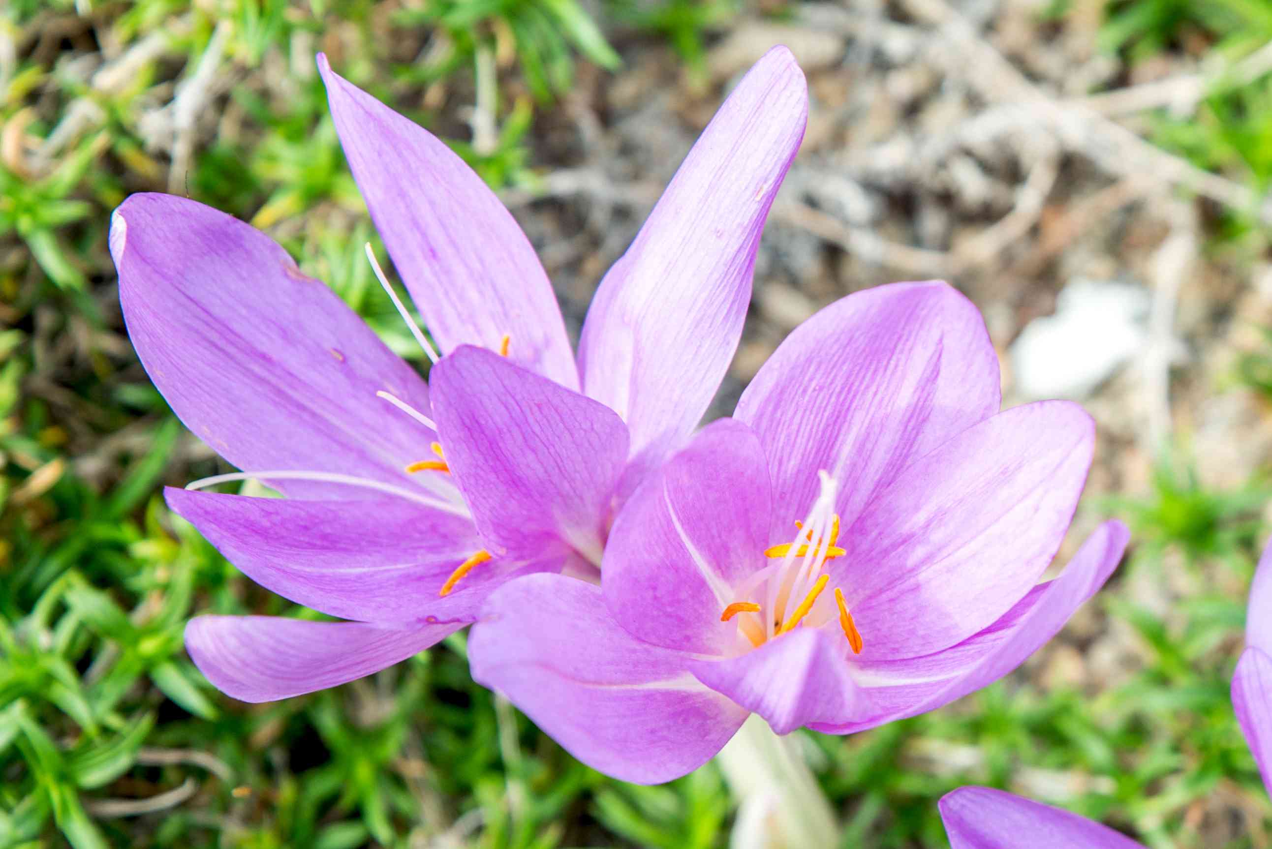 Light Pink Crocus Flower seeds for Planting - Premium Quality, Heirloom & GMO Free Seeds for Home Garden